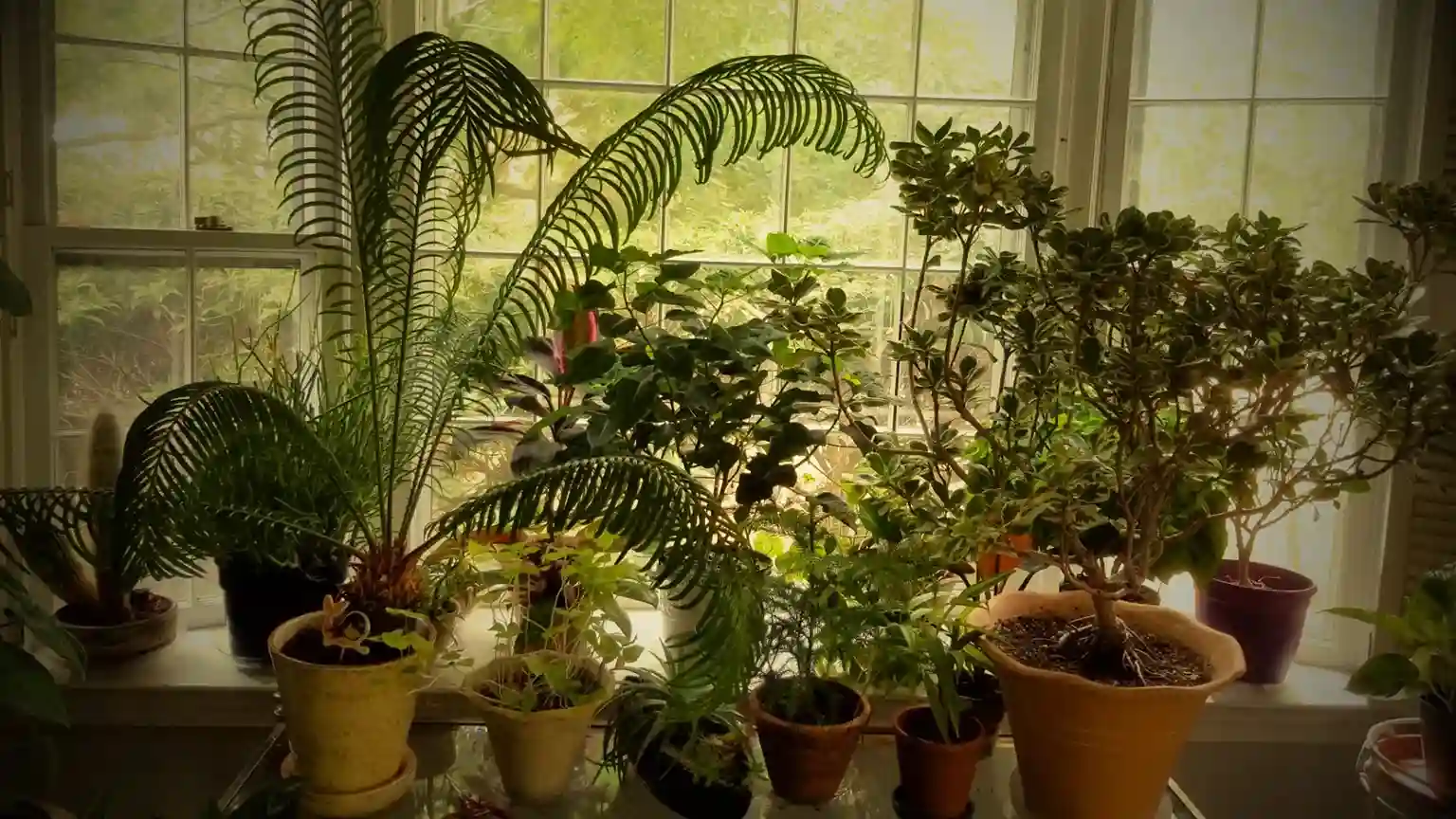 Best Indoor Plants for Low-Light Conditions - Tree Service Friendswood